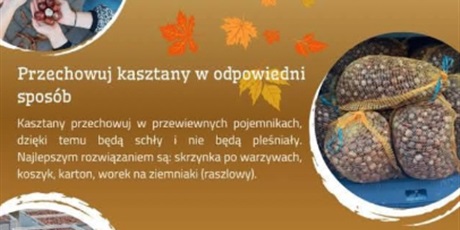 Powiększ grafikę: zbieraj-kasztana-dla-bohatera-jana-640916.jpg